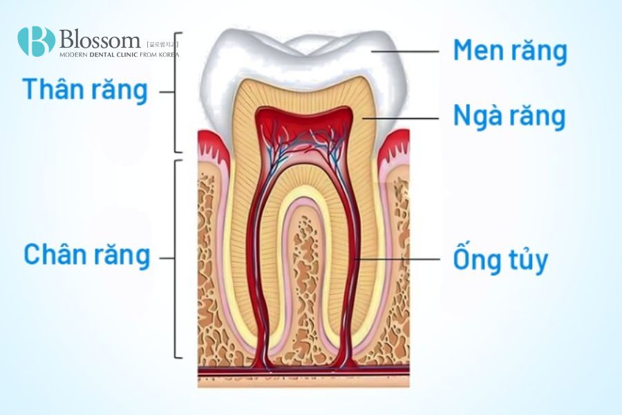 Cấu tạo của răng có nhiều bộ phận và được phân loại theo chiều dọc hoặc chiều ngang.