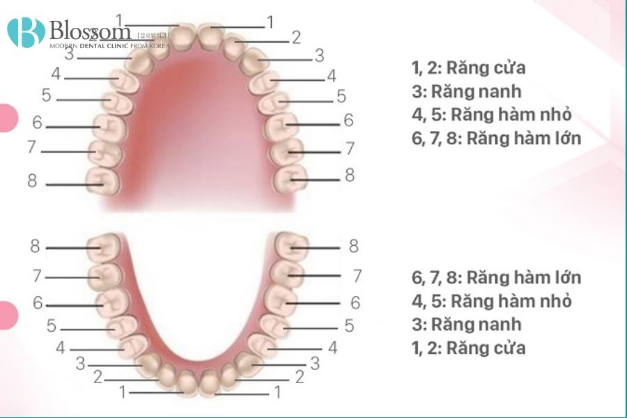 Răng nanh là răng số 3, tính từ răng cửa vào..