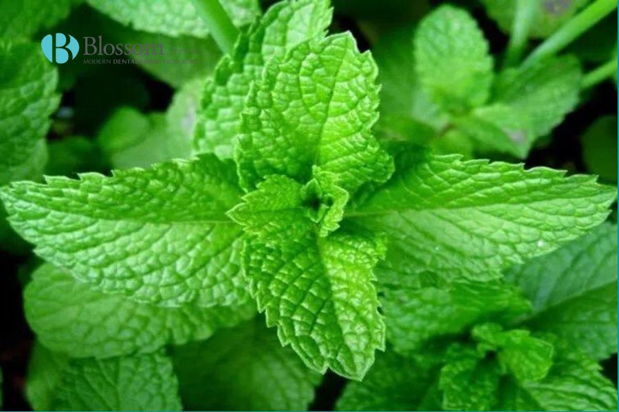 Nguyên nhân gây hôi miệng. Cách trị hôi miệng hiệu quả tại nhà 11 cach tri hoi mieng tai nha 10