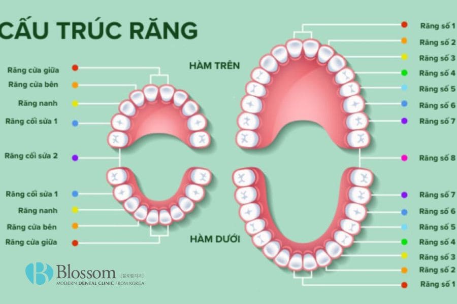 mot nguoi truong thanh co bao nhieu rang 1 1