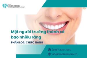Một người trưởng thành có bao nhiêu răng? Phân loại răng theo chức năng