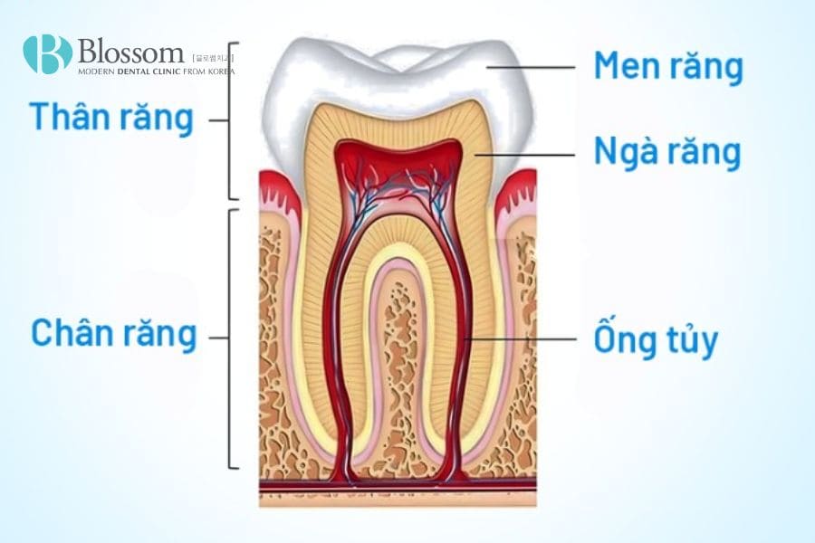 mot nguoi truong thanh co bao nhieu rang 7 1